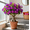 B, variant on Desert rose - Prefers Hot - Upright Growing - Sun-resistant - Suitable for Indoor, air purification and plant hangers