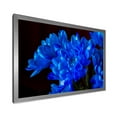 thumbnail image 2 of Designart 'Blue Chrysanthemum Flowers On Black Backround' Traditional Framed Art Print, 2 of 4