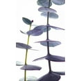 thumbnail image 2 of Burkhart, Monika 21x32 Black Ornate Wood Framed with Double Matting Museum Art Print Titled - Eucalyptus II, 2 of 4