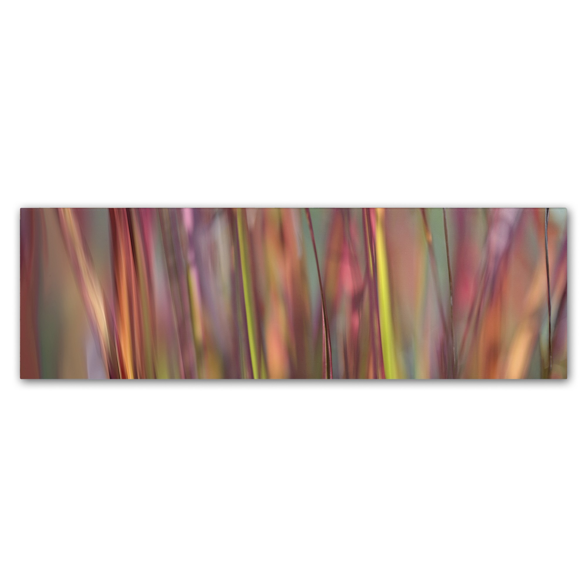 Trademark Fine Art 'Imperata Grass Scape' Canvas Art by Cora Niele