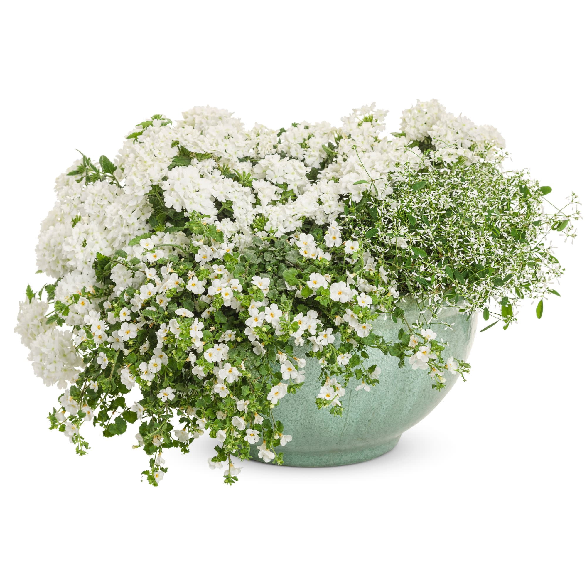 Proven Winners 4" White Snowstorm Giant Snowflake Bacopa Live Plant in 4.25" Pot (4 Count)