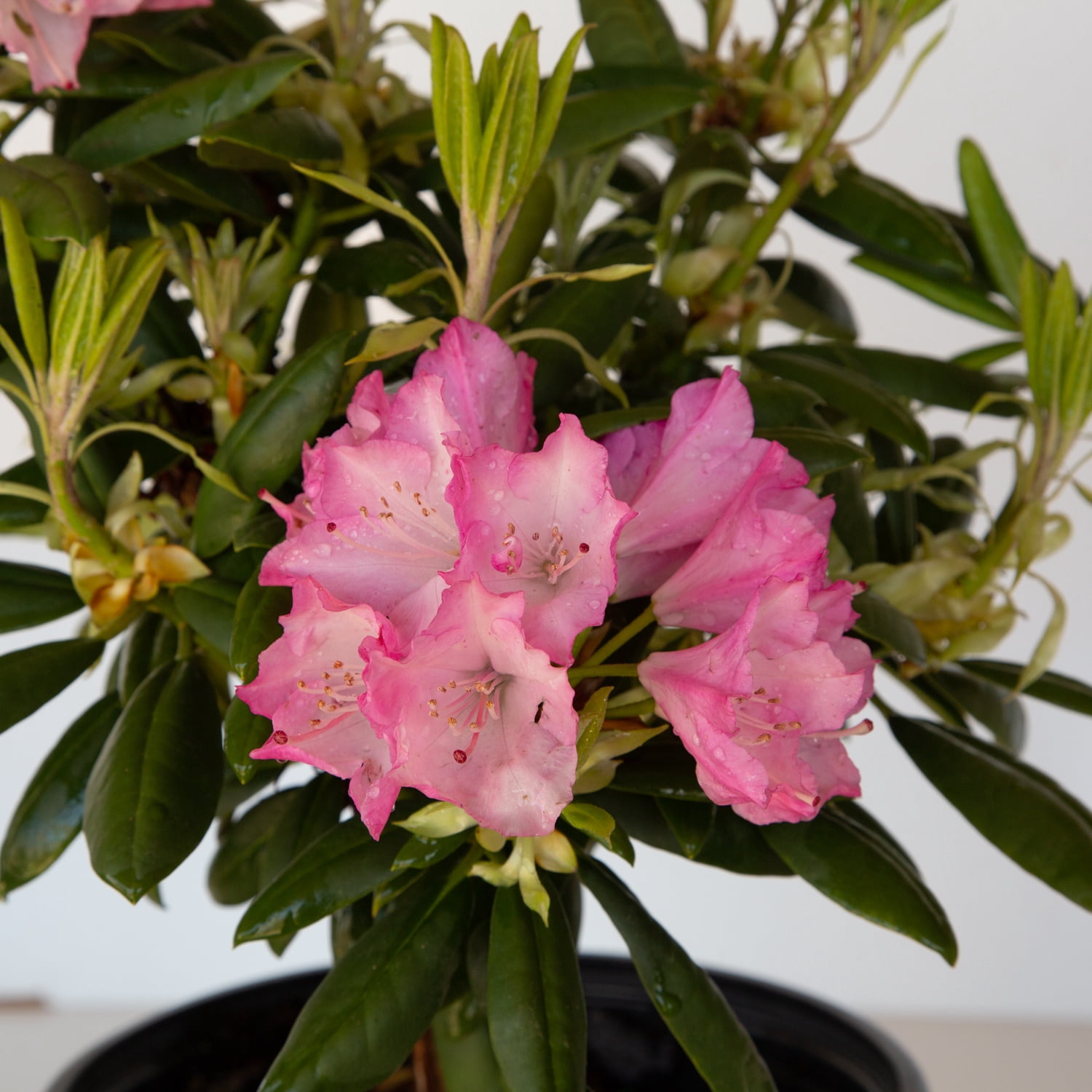 Southern Living Southgate Brandi Rhododendron Live Shrub in 2-Gallon Grower Pot
