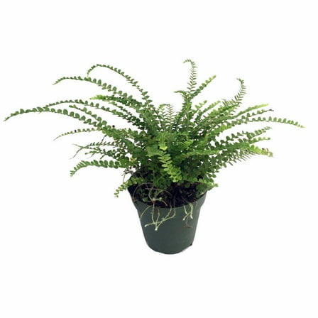 Lemon Button Fern - 3.5" Pot - Nephrolepis cordifolia Duffii - Live Plant
