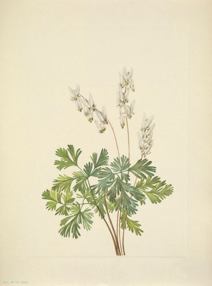 N American Wild Flo