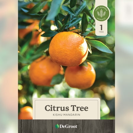 DeGroot Kishu Mandarin Citrus Live Tree