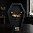 thumbnail image 6 of Black Frame Shadow Box Butterfly Moth, Gothic Insect Inspired Wall Art, Dark Aesthetic Home Decor, Framed Display for Curiosity Cabinet CF18-01-DE-MT, 6 of 6