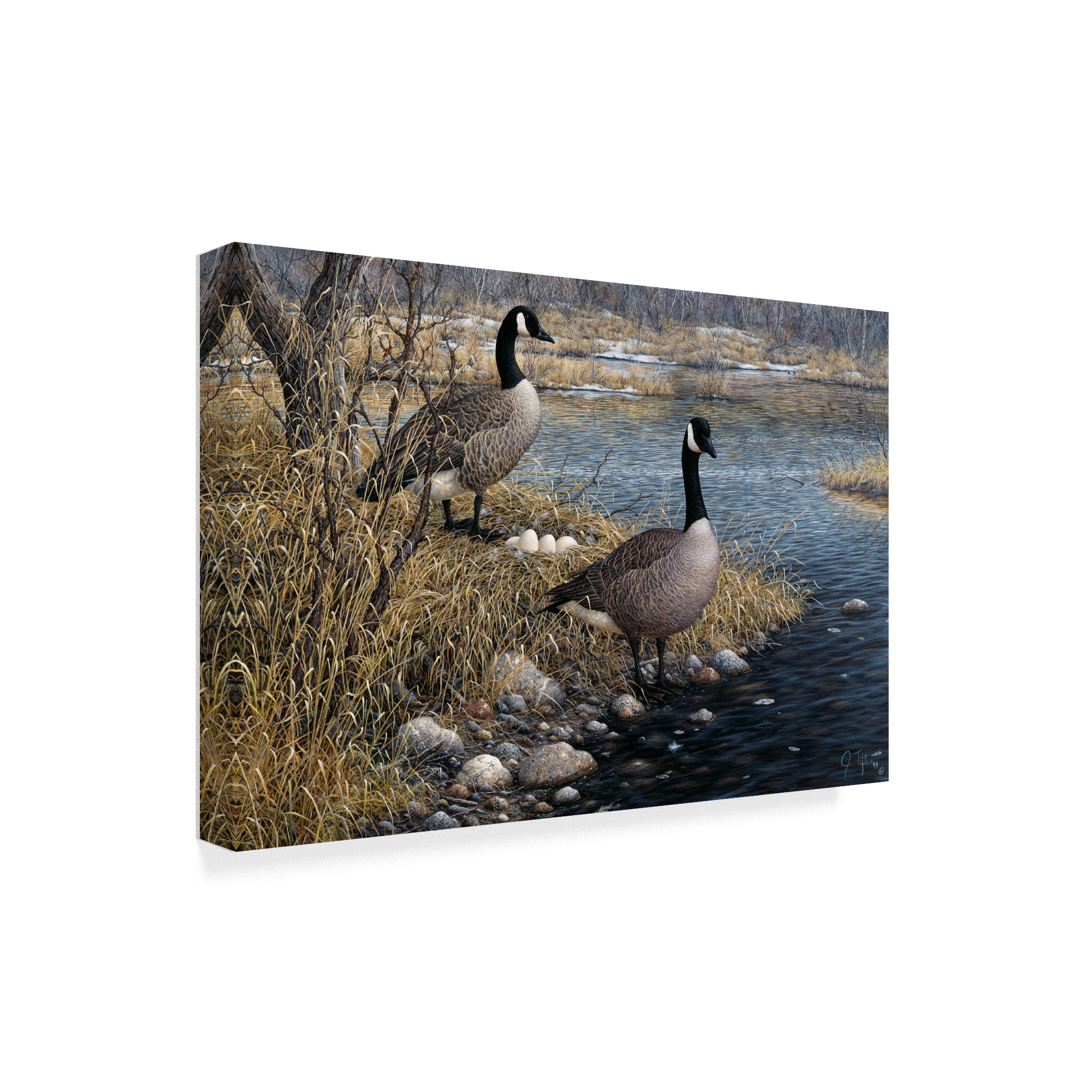 Trademark Fine Art 'Canadian Pair' Canvas Art by Jeff Tift