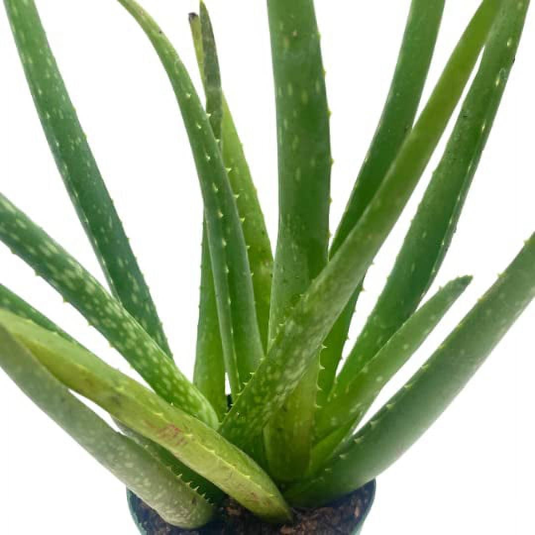 Aloe Vera, in a 4 inch Pot, Aloe barbadensis Ecuador | Ubuy