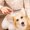 B, variant on mtvxesu Dog Combs for Grooming Small Dogs, Comb Hair Shedding Dog Open Knot Flea Comb Encryption Steel Pin Comb Pet Comb Deshedding Combs for Pets Summer Savings