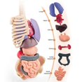 thumbnail image 3 of Human Body Structure Model, DIY Assembled Human Torso Skeleton Anatomy Figure Science Teaching Model STEM Toys for Kids, 3 of 5