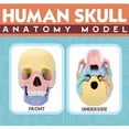 thumbnail image 3 of 4D Human Skull Model, Detachable Oral Specimen, Realistic Bone Detail, Medical Teaching Aid, Dental Seminary Decor, Anatomical Study Tool, Professional Quality, Bone Anatomical Model, Akmoler, 3 of 4