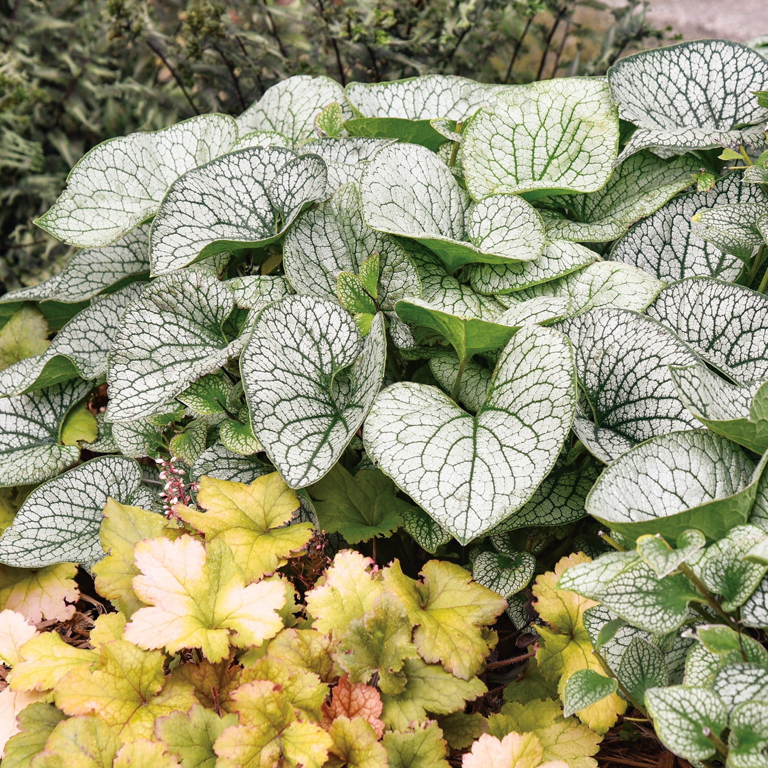 Proven Winners 5" 'Queen of Hearts' Heartleaf Brunnera Live Plant in 4.5" Pot (4 Count)