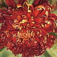 thumbnail image 2 of Selina Werbelow 26x26 Gallery Wrapped Canvas Wall Art Titled - Chrysanthemum, 2 of 4