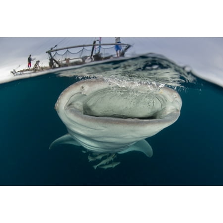 Wide Whale (A whale shark with mouth wide open swimming underneath a bagan Cenderawasih Bay West Papua Indonesia Poster)