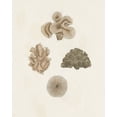 thumbnail image 2 of Knorr 20x24 Black Ornate Wood Framed with Double Matting Museum Art Print Titled - Knorr Shells And Coral VIII, 2 of 4