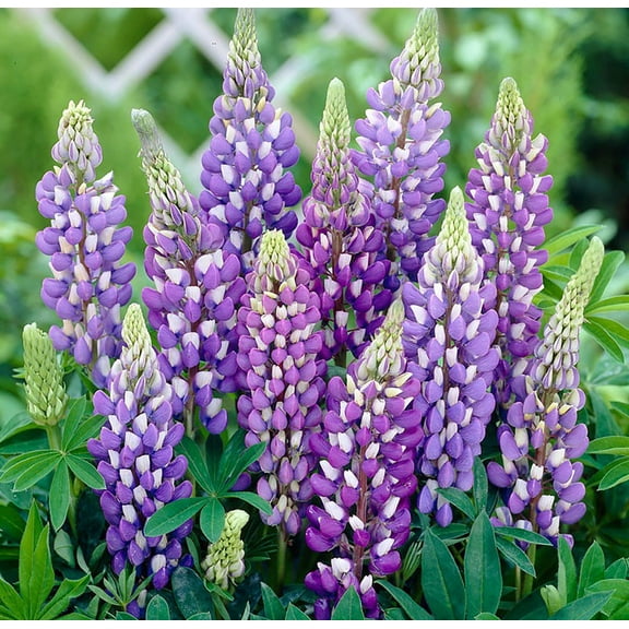 Gallery Blue Lupine Perennial - Lupinus - 2.5" Pot