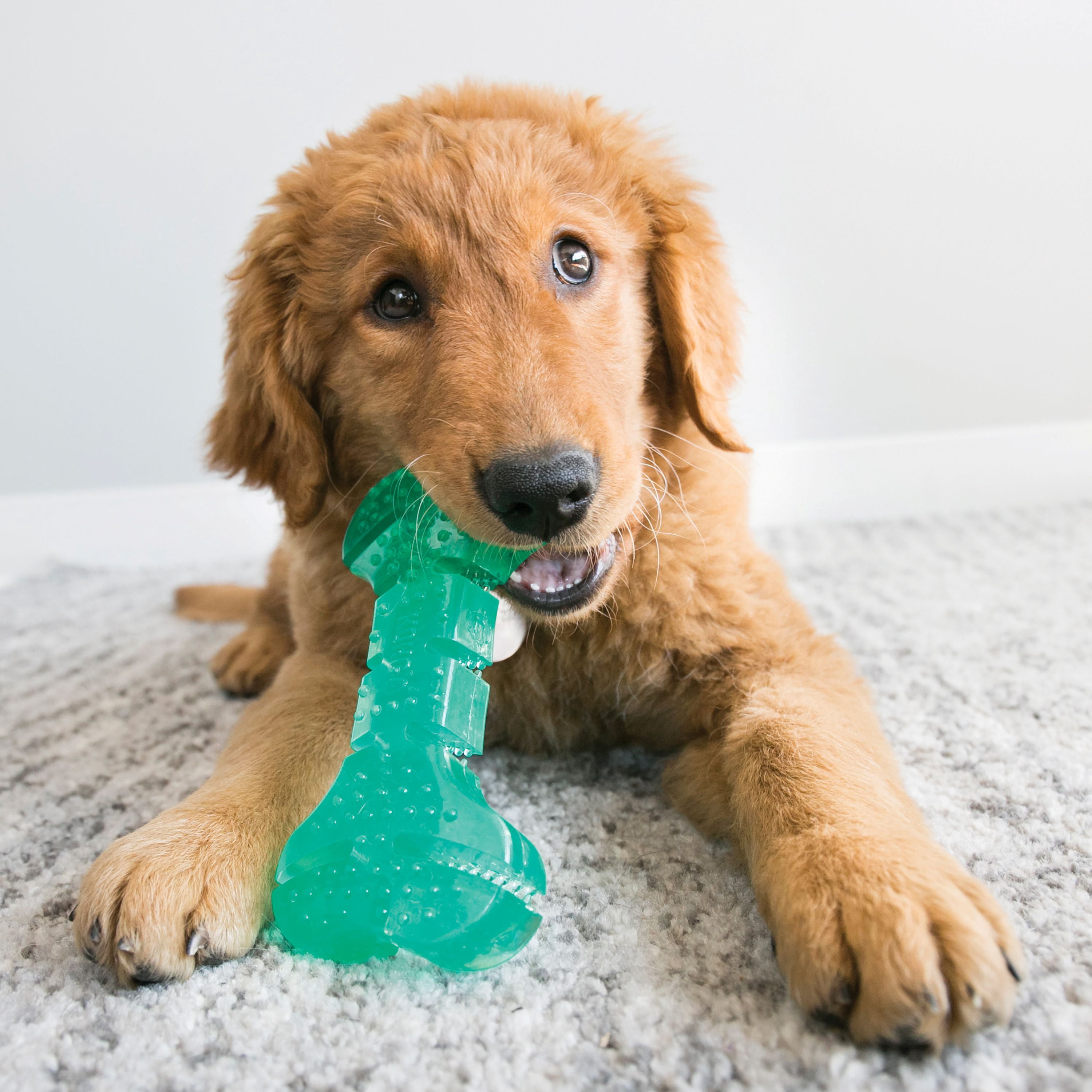 KONG® Squeezz Dental Stick, Cleans Teeth, Dog Toy, Medium