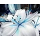 100 Pièces Rare Mélange de Fleurs de Lys Oriental Parfumé, Facile à Cultiver, Mélange de Lys Asiatique Fleur Exotique Vivace Robuste – image 2 sur 2