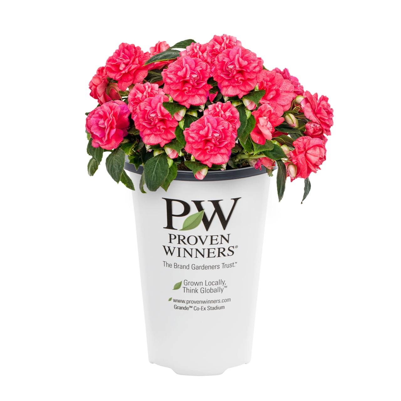 Proven Winners 1.5PT Pink Double Impatiens Live Annual Plant Shade 5-Pack
