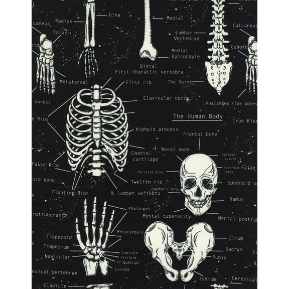 Cotton Glow in the Dark Skeleton Bones Biology Cotton Fabric Print (Fun-CG9810-Black)
