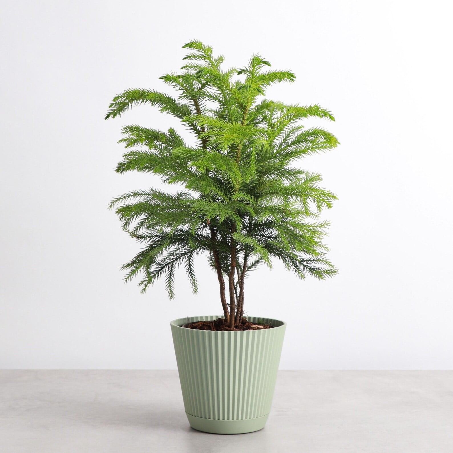 Live Norfolk Pine Plant - Air Purifying - 4" Decorative Pot Cover - Thorsen's Greenhouse