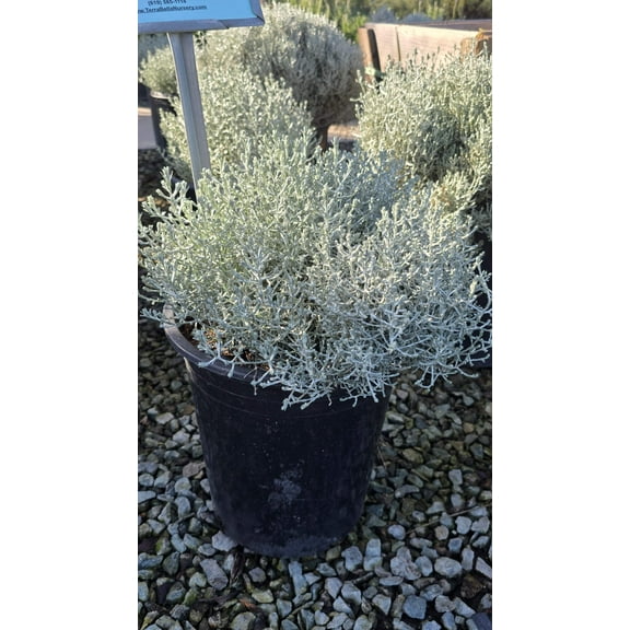 Calocephalus 'Silver Stone 5 gallon pot - Get similar
