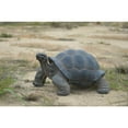 thumbnail image 2 of Hi-Line Gift Ltd Tortoise Statue - Large, 2 of 5