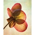 thumbnail image 3 of Van Swearingen, Debra 12x14 Black Modern Framed Museum Art Print Titled - Lenton Rose I, 3 of 5