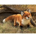 thumbnail image 3 of Marioneta de mano Folkmanis Red Fox Rust White Black, 3 of 3
