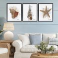 thumbnail image 2 of Stupell Industries Honeybloom Coastal Seashells 3 Piece Black Framed Floater Canvas Set design by Matthew Piotrowicz, 21 x 17, 2 of 9