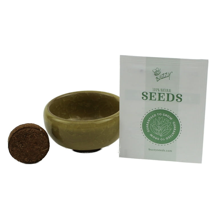 Buzzy Bonsai Monterey Cypress Tree Grow Kit with Crackle Ceramic Pot Item 97714