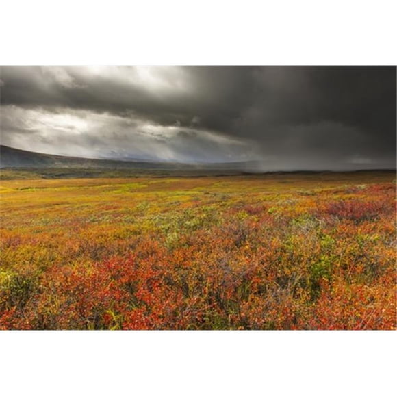 A Storm Passes Over The Bright Colors of Autumn in Denali National Park & Preserve Alaska Poster Print by Carl Johnson, 19 x 12