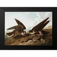 thumbnail image 2 of Audubon, John James 24x18 Black Modern Framed Museum Art Print Titled - Peregrine Falcons, 2 of 5