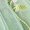 Green, variant on Xmyrz Little Girl Holiday Outfits Skirts Set Comfort Vacation Mesh Bow Knot Breathable Sleeveless Clothes Sets Clothing Suits