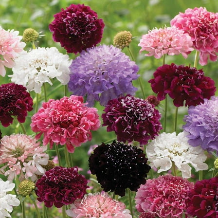 CEMEHA SEEDS - Seeds Mourning Bridge MVR1 (Pincushion Flower) Mix Annual Non GMO Flowers for Planting