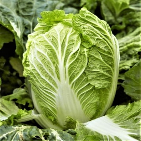 TomorrowSeeds - Yong Chinese Napa Cabbage Seeds - 3000+ Count - For 2026 Planting Non-GMO USA Grown