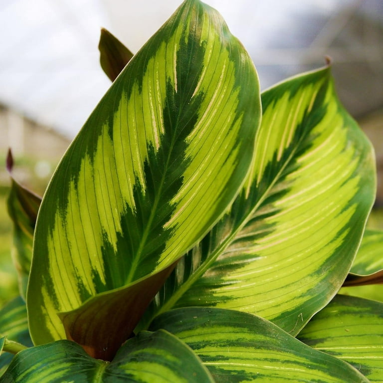 calathea white fusion blte Calathea White Fusion | Kaufen Sie gnstige Grnpflanzen online
