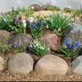 thumbnail image 4 of Rock Garden Mixed Flower Collection, 55 Bulbs - Featuring 4 Varieties of Blue, White & Purple Flowers, 4 of 8