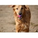 thumbnail image 4 of Bolas para perros iluminadas Bola elástica intermitente que brillan en la oscuridad Interac, 4 of 5