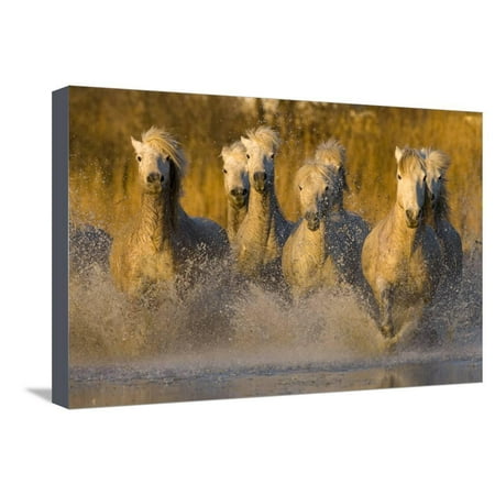 7 Running Horses Seven White Camargue Horses Running in Water, Provence, France Stretched Canvas Print Wall Art By Jaynes Gallery ()