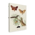 thumbnail image 2 of Trademark Fine Art Animals Canvas Art ' Life Cycle Of A Moth Ii ' by Johann Esper, 2 of 4