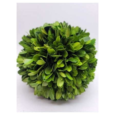 Preserved Boxwood 4 inch