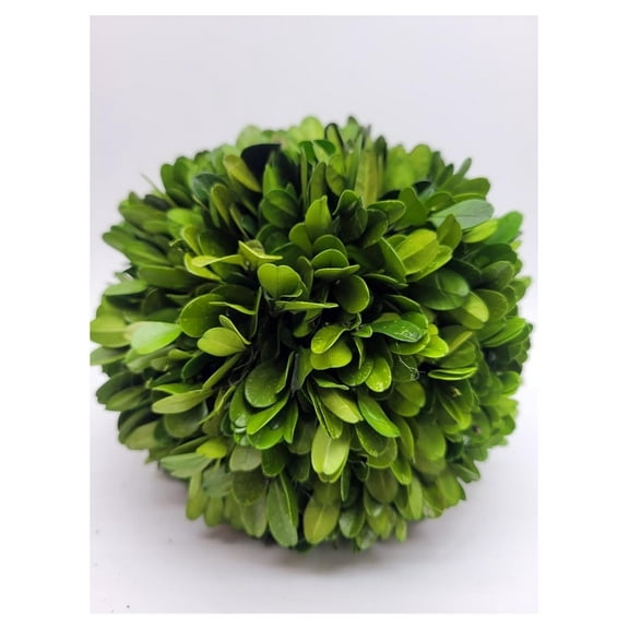 Preserved Boxwood 4 inch