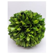 Preserved Boxwood 4 inch