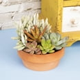 thumbnail image 4 of Altman Plants Live Succulent Garden Plant Gift, Drought Tolerant Succulents in 5" Clay Pot, 4 of 9
