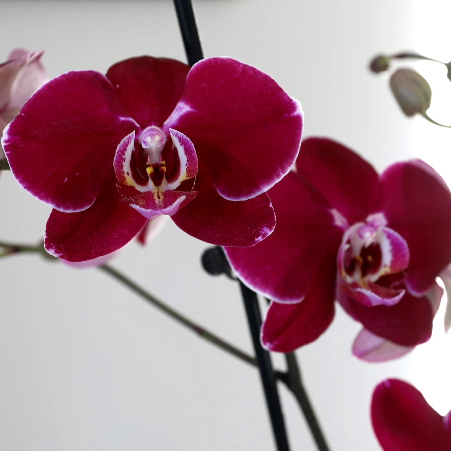 Just Add Ice 6-10" Dark Purple Mini Orchid Duo Live Plants in 4" White Ceramic Planter, House Plant