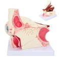 thumbnail image 4 of 3x Modèle d'Œil Humain Détachable 3x Modèle Anatomique à Grossissement Clair pour l'Enseignement, 4 of 8