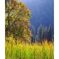 thumbnail image 2 of Talbot Frank, Christopher 26x30 White Modern Wood Framed Museum Art Print Titled - California, Yosemite Oak with autumn foliage, 2 of 4