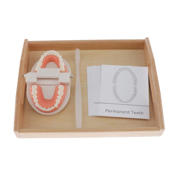 Herramientas De Enseñanza De Kindergarten O Modelo De Estándar: Con Cepillo De , Tarjetas De Reconocimiento De Nombre De Diente Sunnimix Modelos de dientes de boca humana