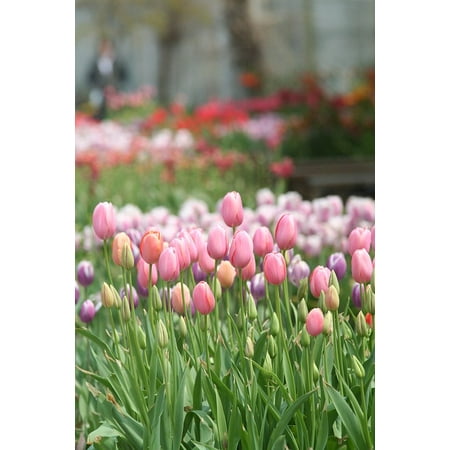 LAMINATED POSTER World Flower Botanical Garden Tulip Flowers Poster Print 24 x (Best Flower Gardens In The World)